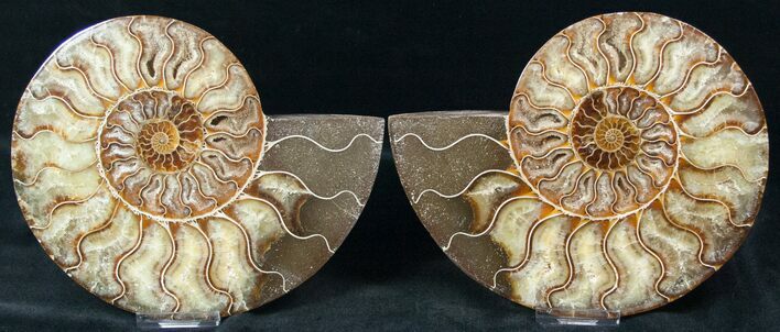 Polished Ammonite Pair - Agatized #12627